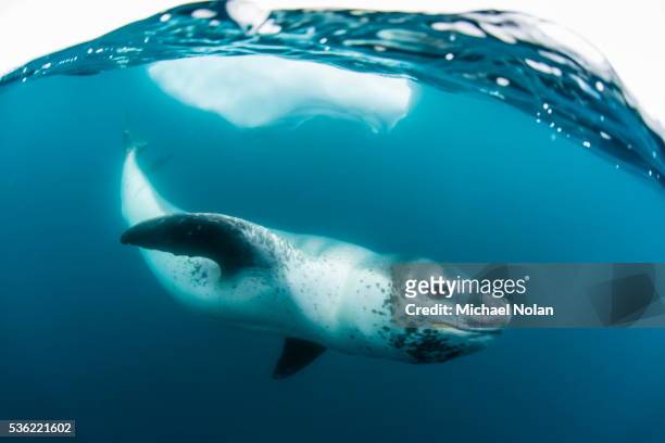 adult leopard seal (hydrurga leptonyx) inspecting the camera above and below water at damoy point, antarctica, polar regions - antarctica underwater stock pictures, royalty-free photos & images