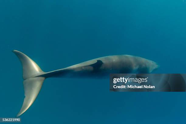 adult dwarf minke whale (balaenoptera acutorostrata) near the south end of ribbon 9 reef, great barrier reef, queensland, australia, pacific - ribbon reef stock pictures, royalty-free photos & images