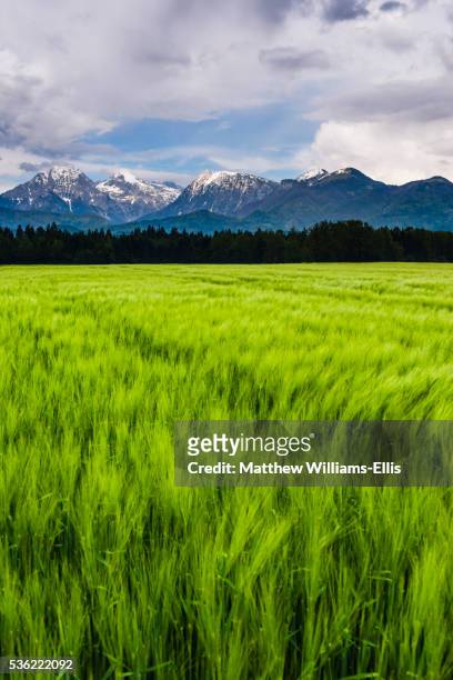 kamnik alps seen from near kranj, slovenia, europe - meadow williams stock pictures, royalty-free photos & images