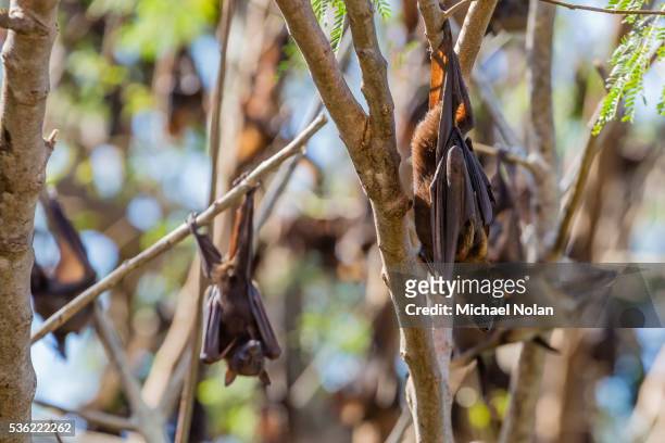 a camp of little red flying foxes (pteropus scapulatus) in the ord river, kimberley, western australia, australia, pacific - オードリバー ストックフォトと画像