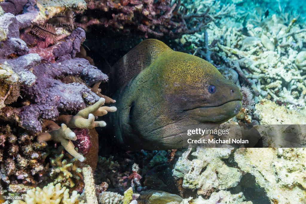 Yellowmargin moray eel (Gymnothorax flavimarginatus), Sebayur Island, Komodo Island National Park, Indonesia, Southeast Asia, Asia