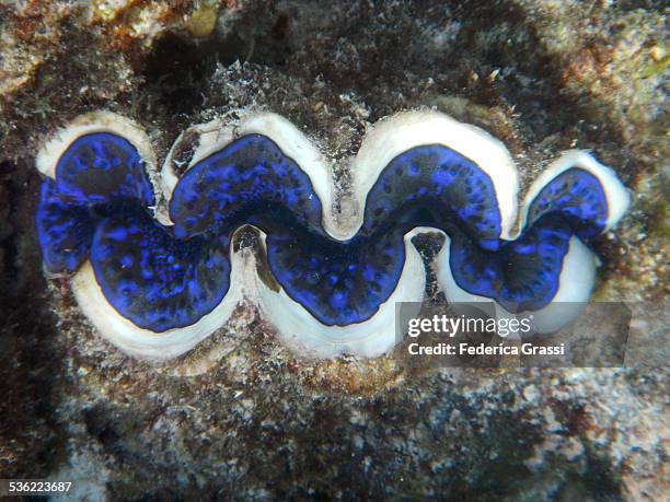 Looped Clam Small Giant Clam Photos and Premium High Res Pictures - Getty Images