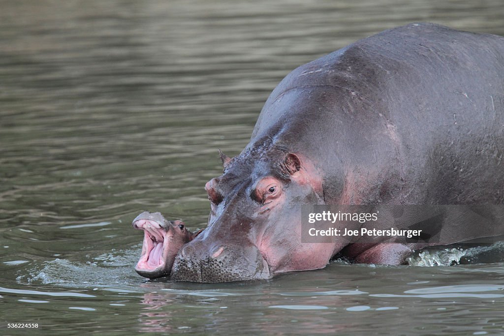 Baby hippopotamus yawning beside its mother