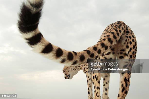 cheetah stands on the top of a four wheel drive - cheetah stock pictures, royalty-free photos & images