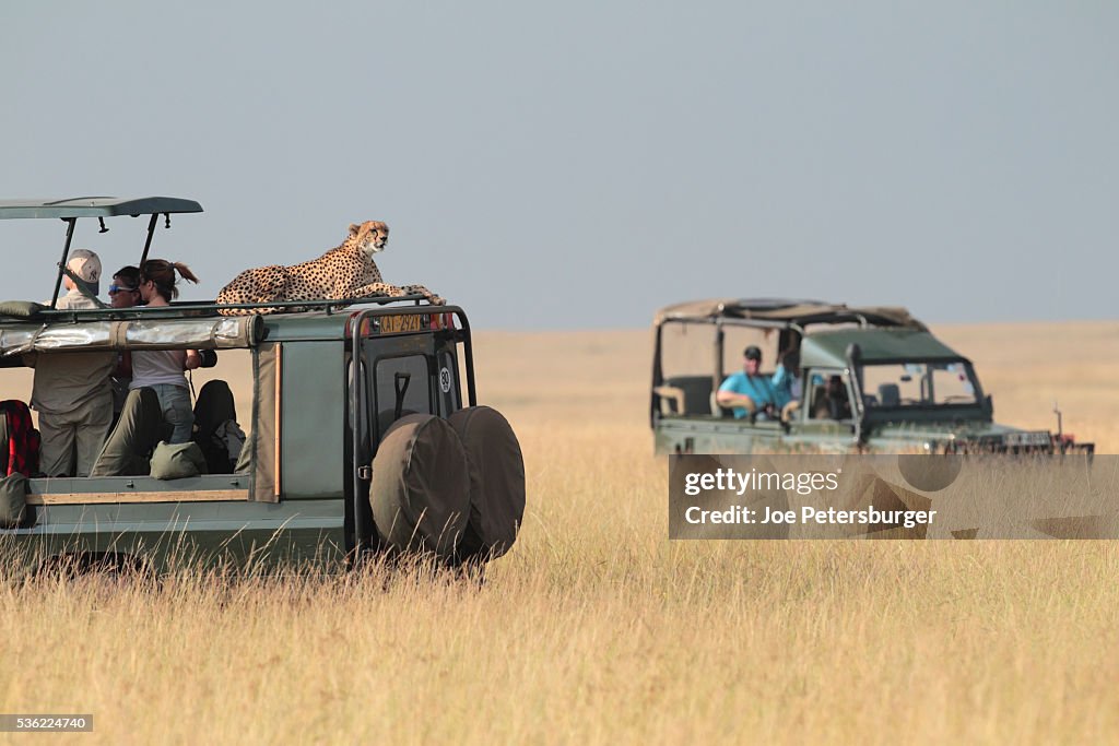 Cheetah rests on the top of a four wheel drive
