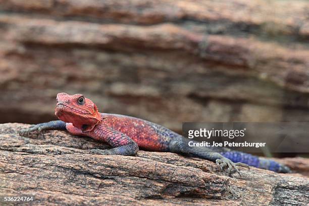 mwanza flat-headed agama male on a rock - flat headed stock pictures, royalty-free photos & images