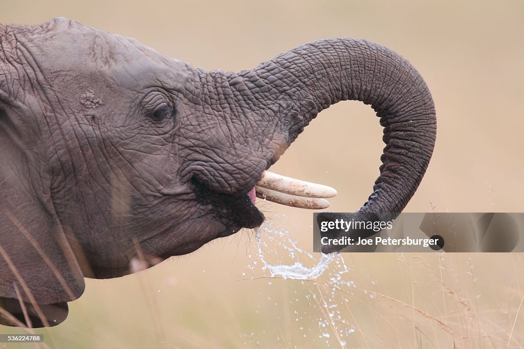 Young african elephant drinking
