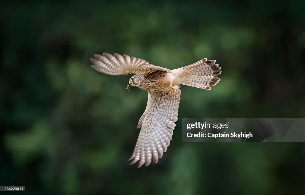Krestel Hawk