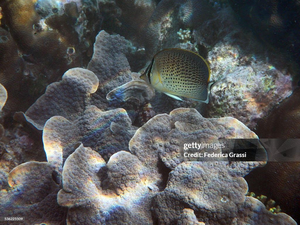 Peppered Butterflyfish (Chaetodon Guttatissimus)