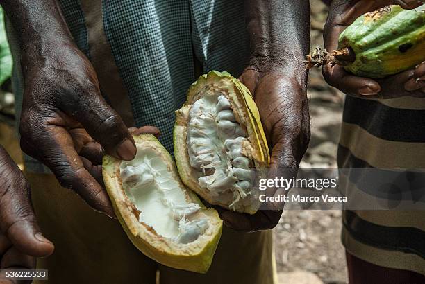 inside of a cocoa fruit - ghana africa fotografías e imágenes de stock