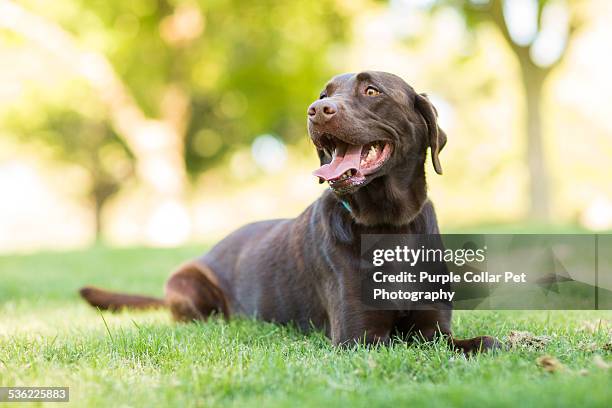 happy chocolate labrador retriever dog outdoors - chocolate labrador stock pictures, royalty-free photos & images