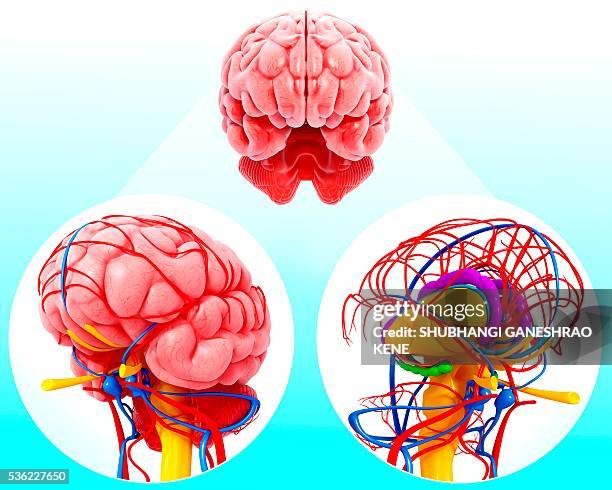 human brain anatomy, computer artwork. - olfactory bulb stock illustrations