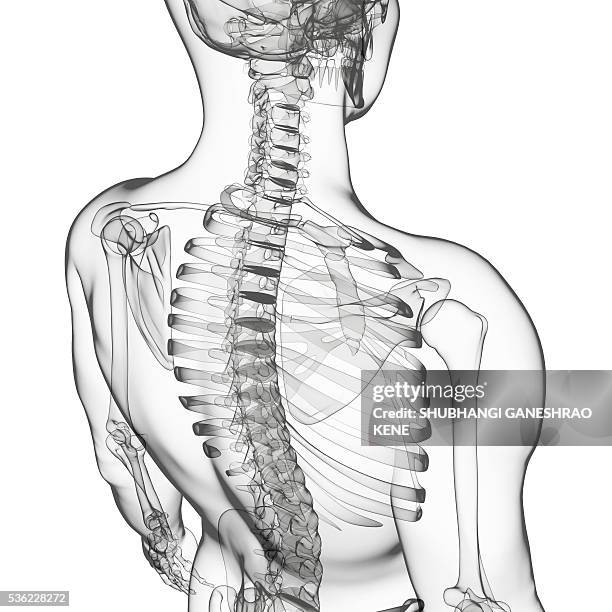Translucent Skeleton 3,836 Translucent Body Stock Photos, High-Res Pictures, and Images ...