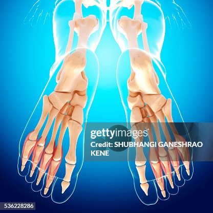 Human leg bones, computer artwork. Human leg bones, computer artwork.