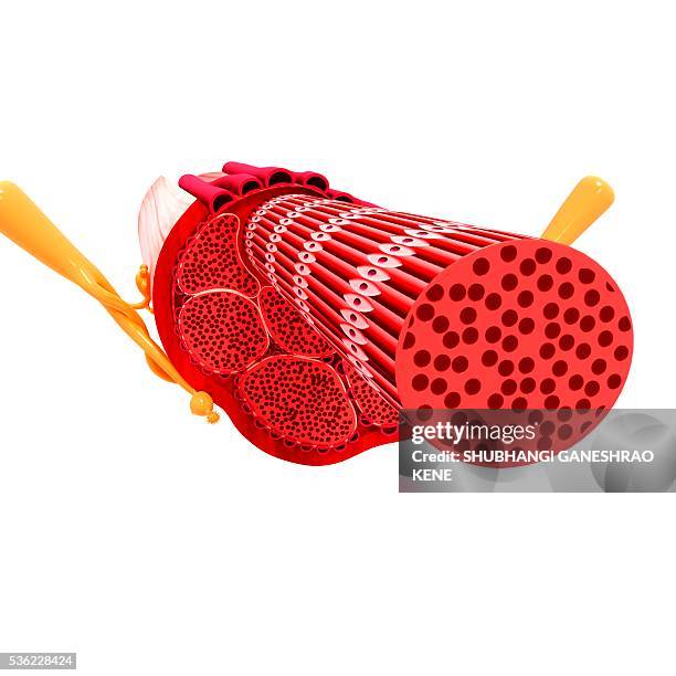 stockillustraties, clipart, cartoons en iconen met human muscular structure, computer artwork. - celmembraan