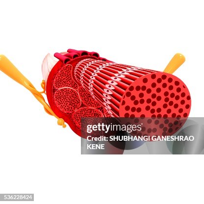 Human muscular structure, computer artwork. Human muscular structure, computer artwork.