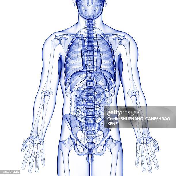 Male Torso Front Photos and Premium High Res Pictures - Getty Images