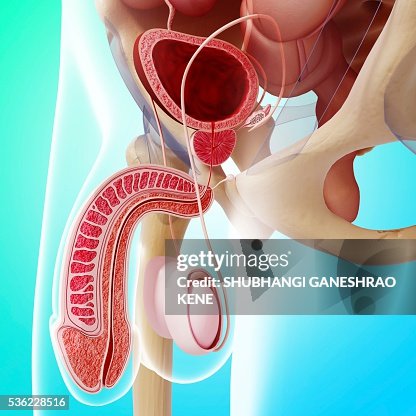 Male reproductive system, computer artwork. Male reproductive system, computer artwork.