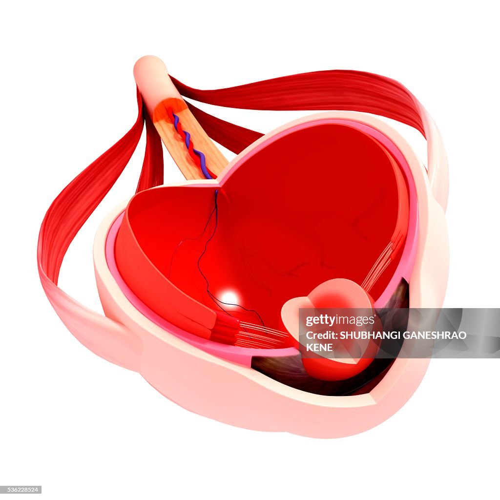 Human eye anatomy, computer artwork.