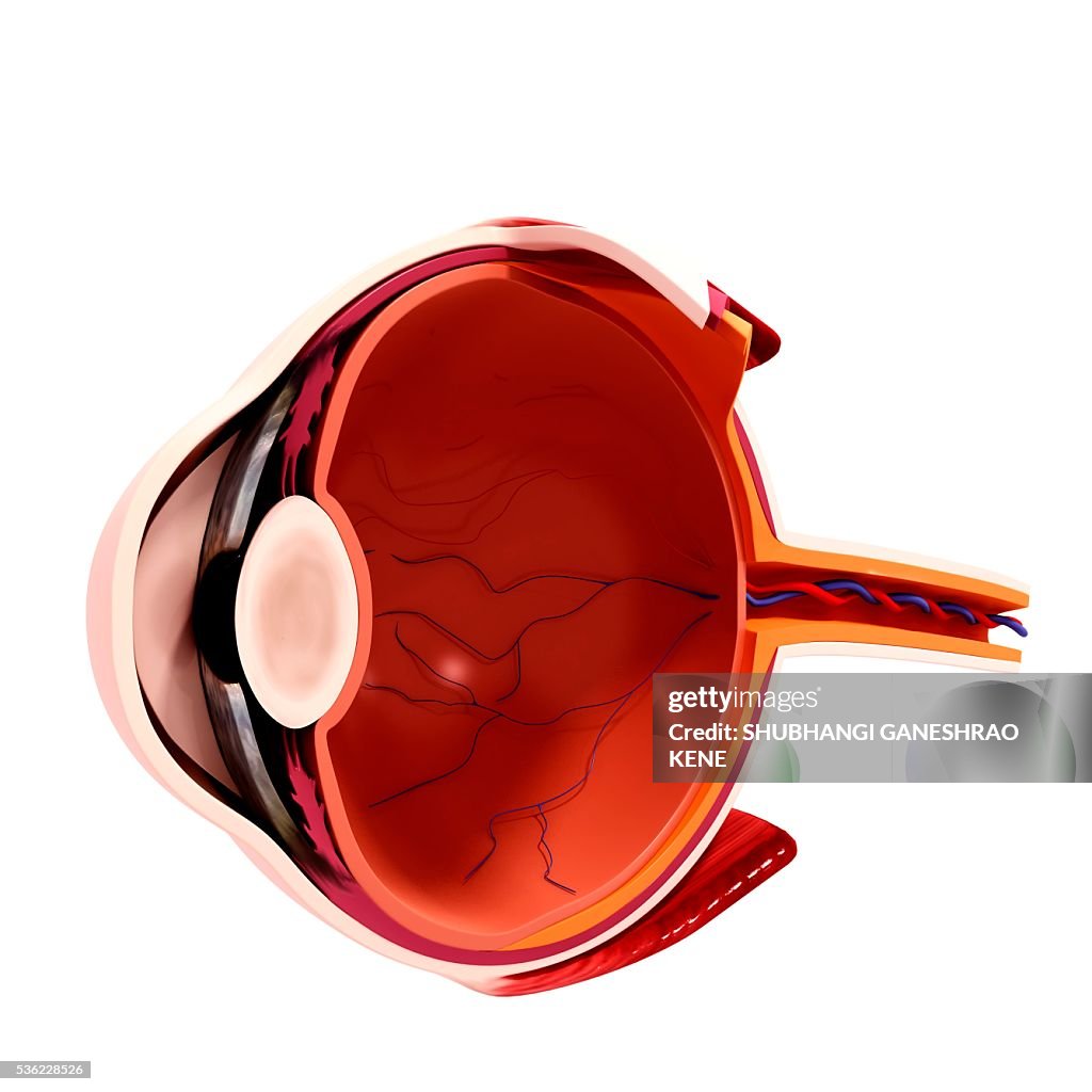 Human eye anatomy, computer artwork.