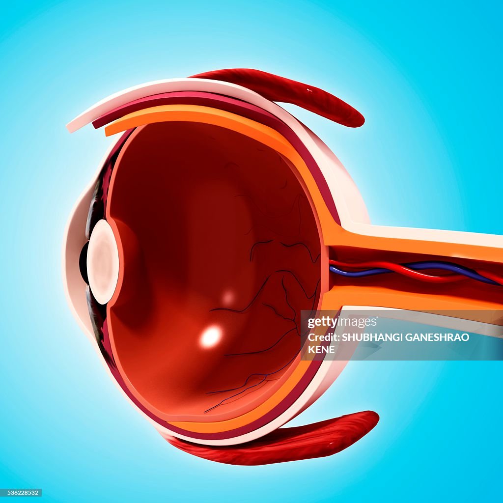 Human eye anatomy, computer artwork.
