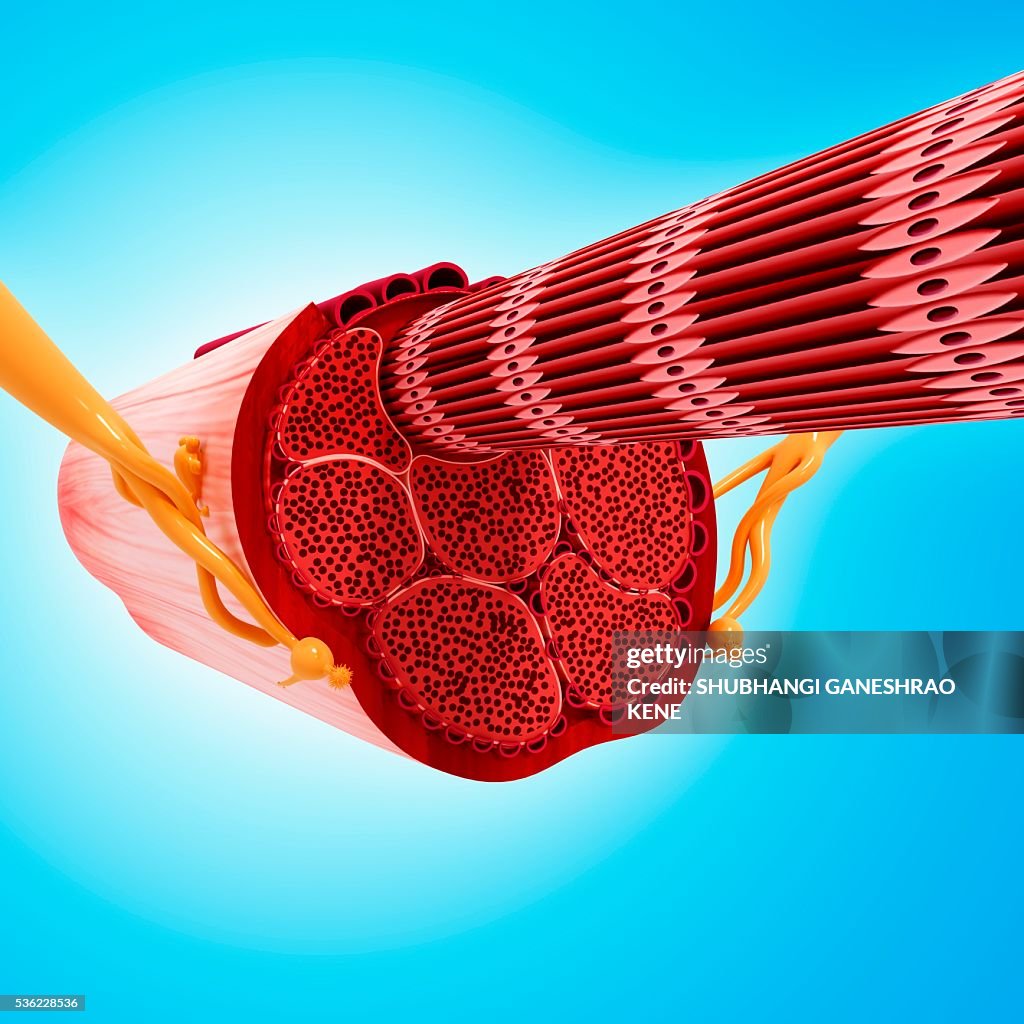 Human muscular structure, computer artwork.