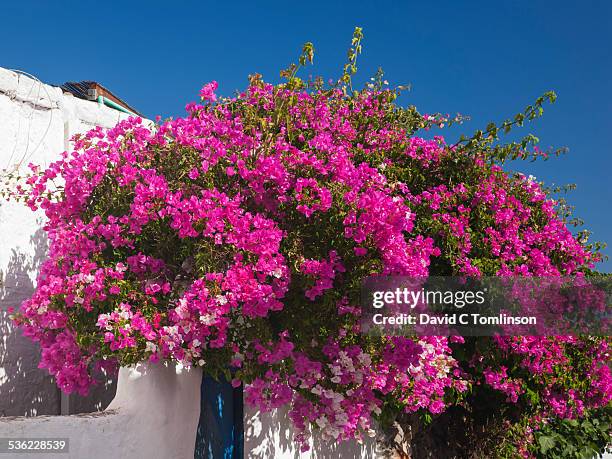 wall covered in bougainvillea, lahania, rhodes - bougainville stockfoto's en -beelden