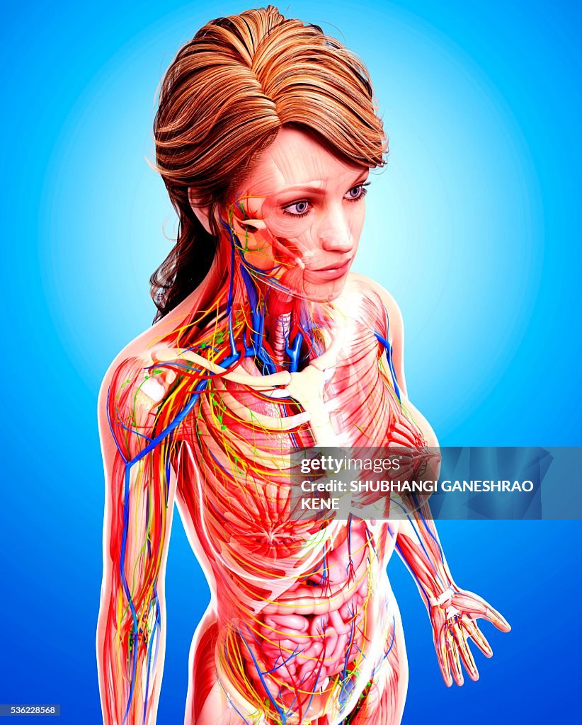Female anatomy, computer artwork.