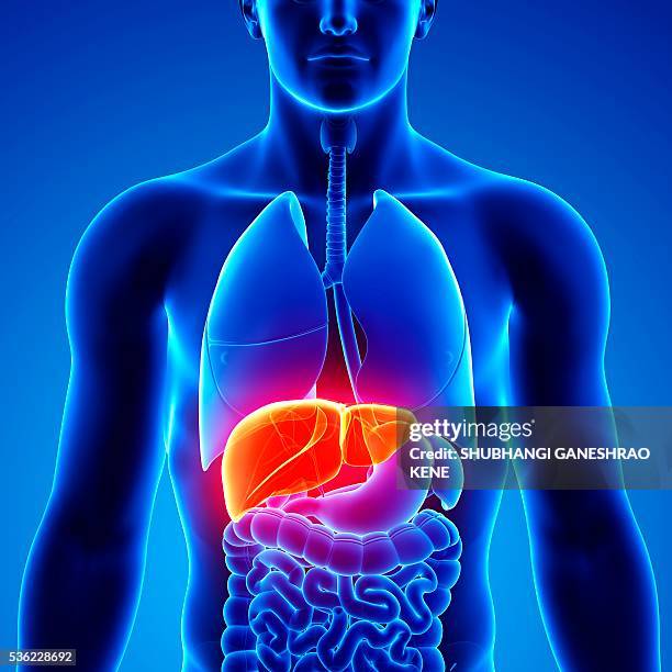 male anatomy, computer artwork. - liver stock illustrations