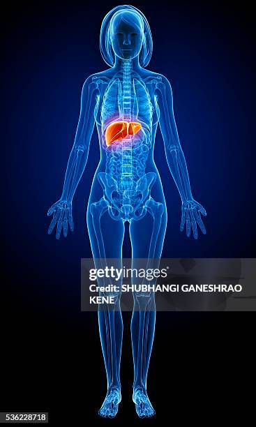 Human Female Roo Female Human Body Organs