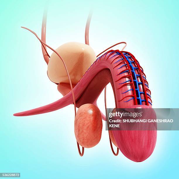male reproductive system, computer artwork. - prostate stock illustrations