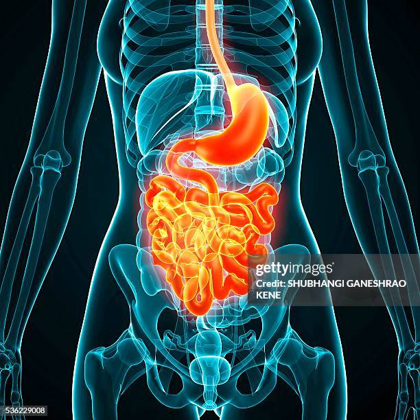 Computer Generated Abdomen Female Abdomen Anatomy Photos and Premium High Res Pictures - Getty Images