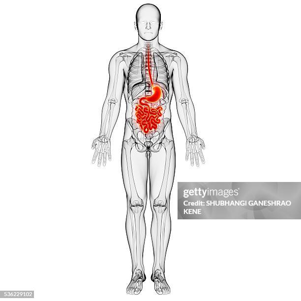 3,698 Full Body Anatomy Stock Photos, High Biology Diagrams