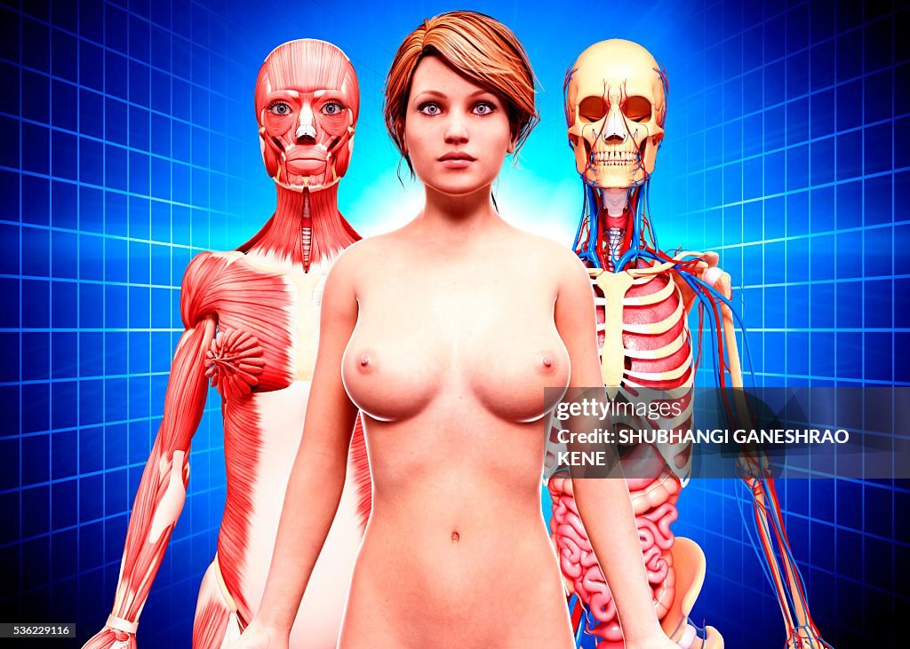 Female anatomy, computer artwork.