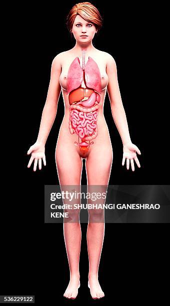 female anatomy, computer artwork. - bladder stock illustrations