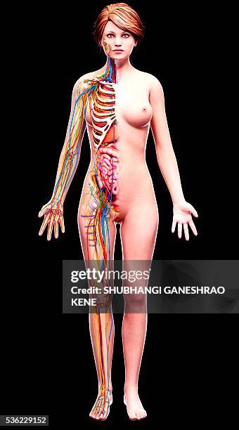 female anatomy, computer artwork. - female reproductive organ stock pictures, royalty-free photos & images