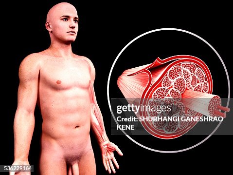Human muscular structure, computer artwork. Human muscular structure, computer artwork.