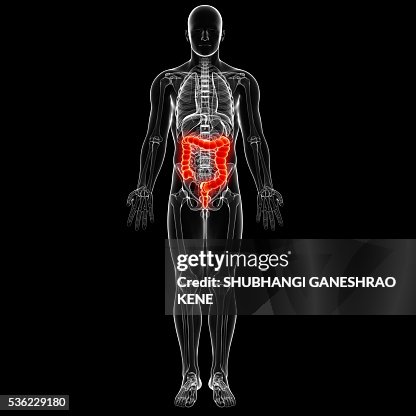 Male digestive system, computer artwork. Male digestive system, computer artwork.