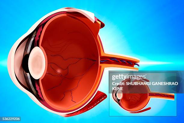 human eye anatomy, computer artwork. - vitreous humour stock illustrations