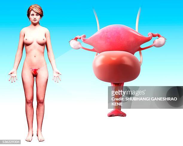female reproductive system, computer artwork. - human reproductive organ stock illustrations