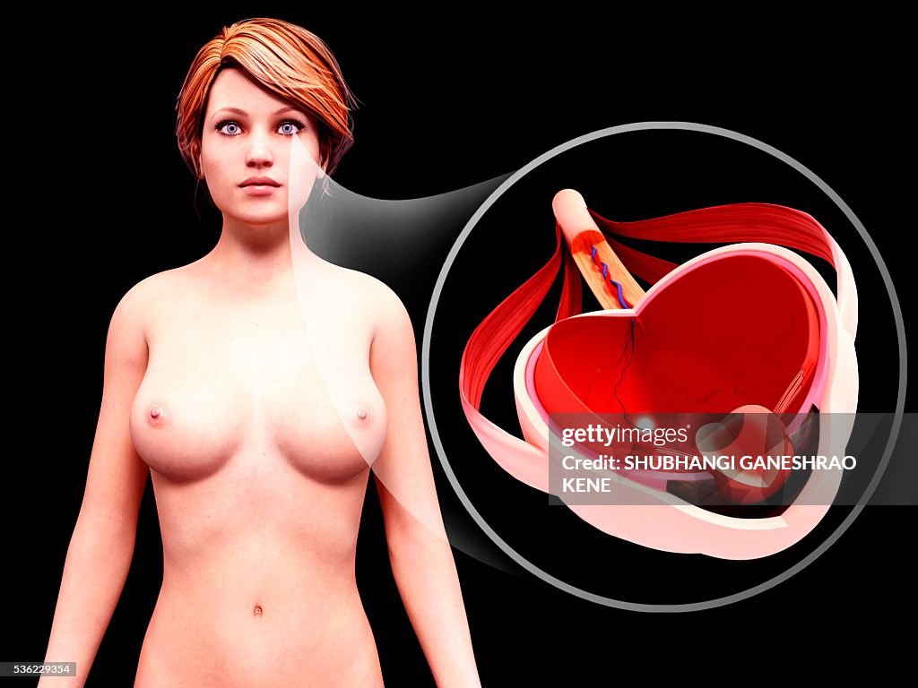 Human eye anatomy, computer artwork.