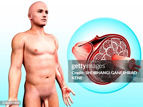 Human muscular structure, computer artwork. Human muscular structure, computer artwork.