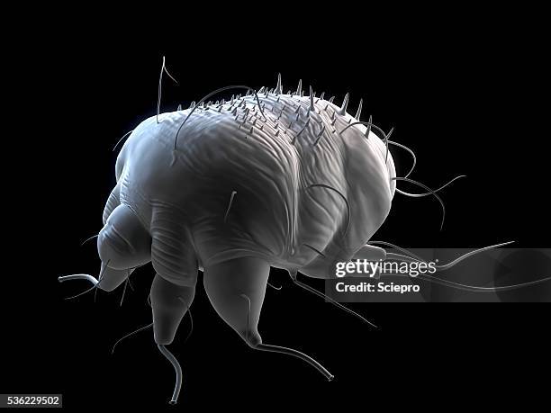 scabies mite, artwork - parasit stock-grafiken, -clipart, -cartoons und -symbole