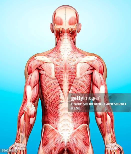 male musculature, computer artwork. - infraspinatus 幅插畫檔、美工圖案、卡通及圖標