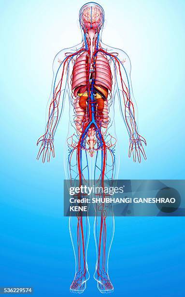 Whole Body Anatomy Photos and Premium High Res Pictures Biology Diagrams