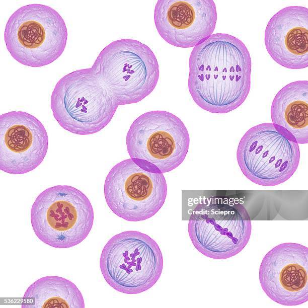 bildbanksillustrationer, clip art samt tecknat material och ikoner med mitosis, artwork - celldelning