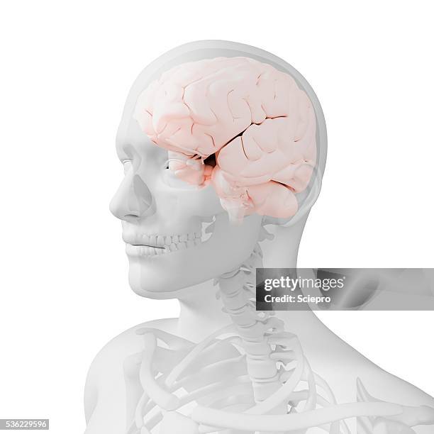 head anatomy, artwork - stained stock illustrations
