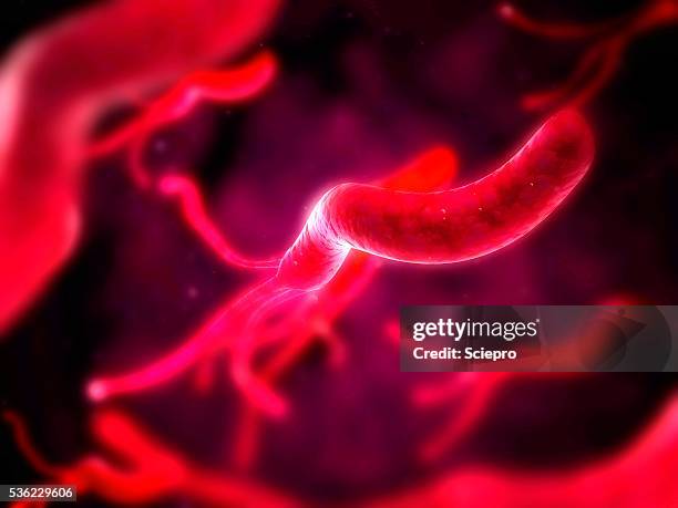 helicobacter pylori bacteria, artwork - helicobacter pylori stock-grafiken, -clipart, -cartoons und -symbole