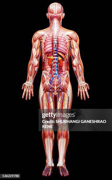 3,698 Full Body Anatomy Stock Photos, High Biology Diagrams