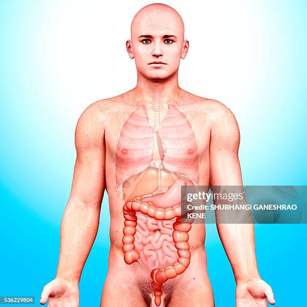 Appendix In Men Appendix Illustration Photos and Premium High Res Pictures - Getty Images